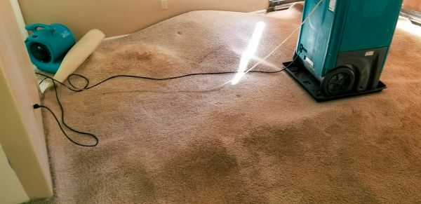 Cost of Carpet Water Extraction in Taylor